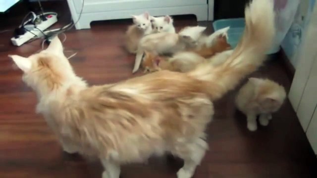 Кошка напугала своих котят!
