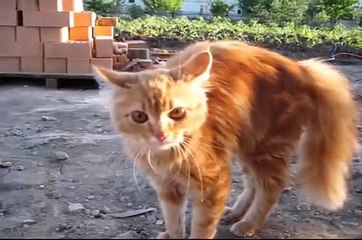 Кошка. Прикол. Укрощение собаки!!!