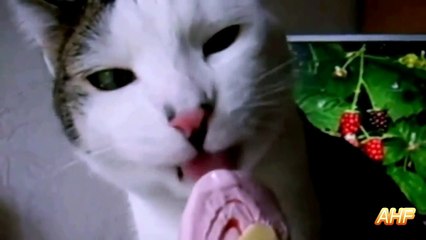 Кошки тоже любят мороженое!