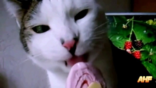 Кошки тоже любят мороженое!