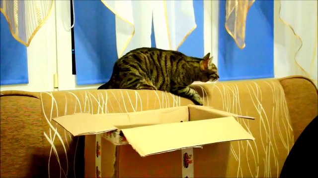 Мама Кошка Учит Своего Котенка Жизни!