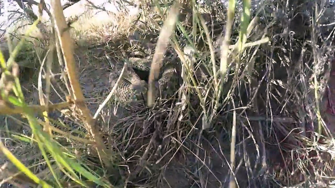 GoPro falls into pit of Rattlesnakes