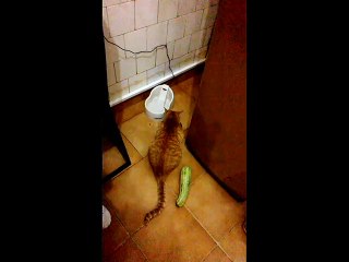 [NEW TREND] Cat startled by zucchini! (original)