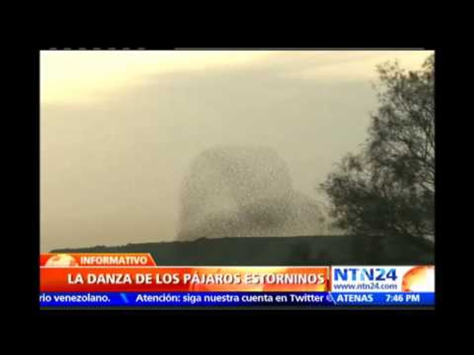 Fascinante espectáculo: pájaros estorninos crean asombrosas figuras en su danza aérea