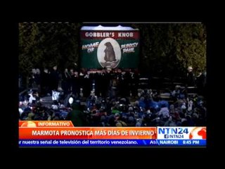 Particular predicción: marmota pronostica seis semanas más de invierno en EE.UU.