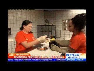 Diseñarán prótesis para pico de tucán