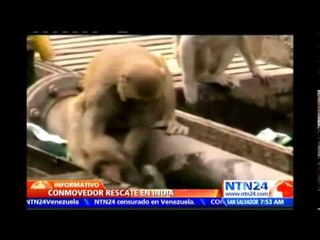 Conmovedor rescate en India: Mono brinda ‘primeros auxilios’ a su amigo electrocutado