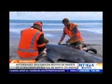 Mueren 36 ballenas varadas y 22 son salvadas en Nueva Zelanda