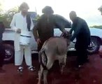 Waziristan funny guys unbelievable with his donkey,وزیرستان، مضحکہ خیز پٹھان اپنے گدے کے ساتہ