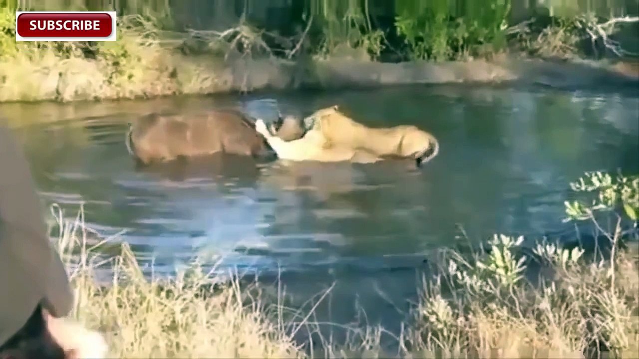 Thế Giới Động Vật - Kinh hoàng Trâu Rừng tấn công Sư Tử