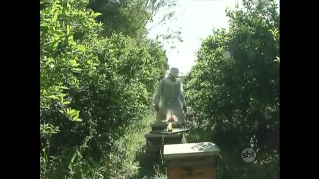 Chuvas e mudanças climáticas provocam queda na produção de mel