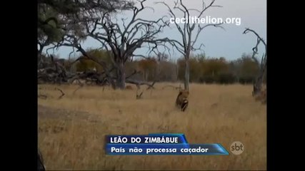 Governo do Zimbábue desiste de processar caçador que matou leão
