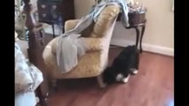 Roomba Cats: Compilation