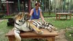 Lions, Tigers And Cheetahs Also Like Cuddling Big Cats Compilation
