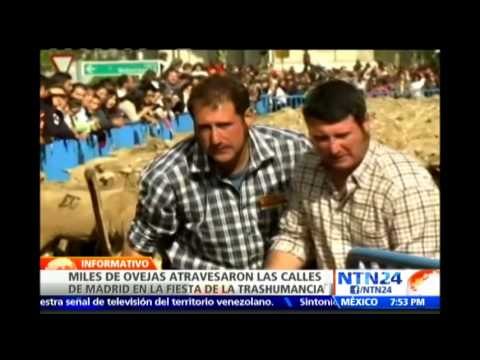 Miles de ovejas se toman las calles de Madrid en la tradicional fiesta de 'la Trashumancia'