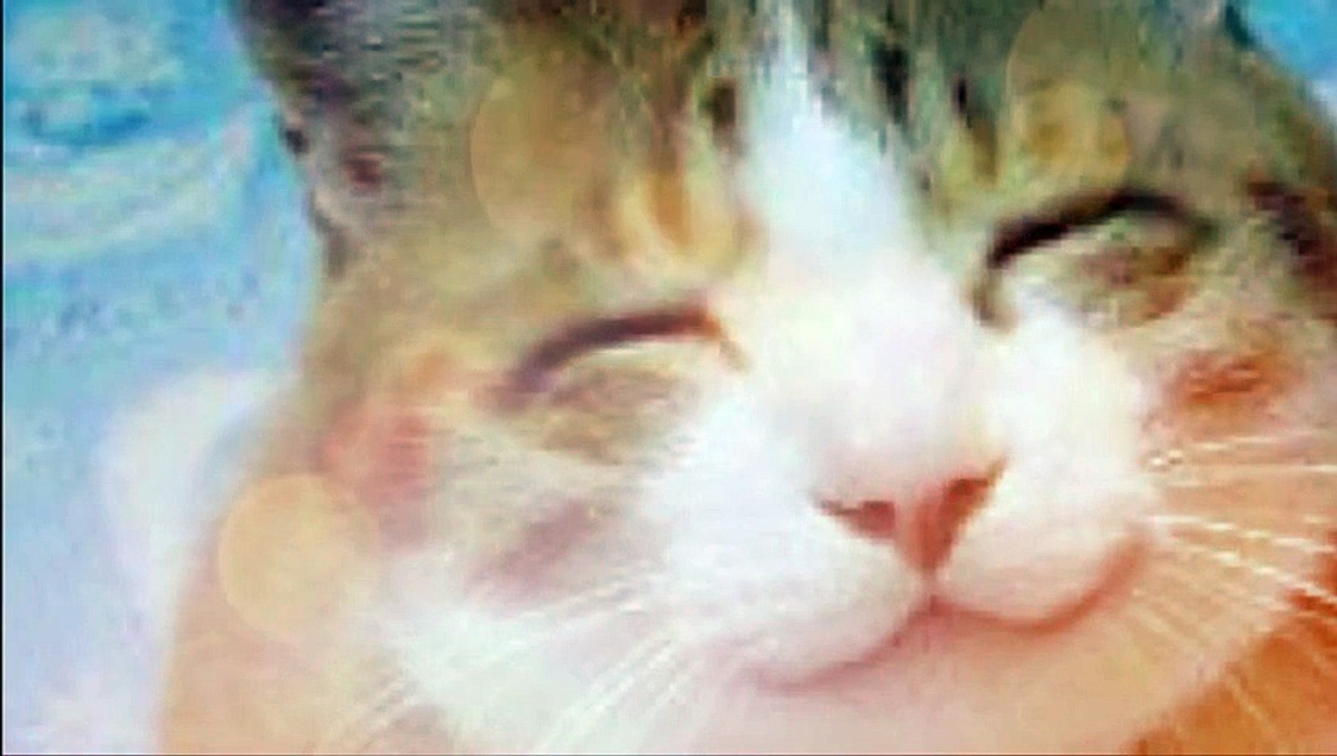 ⁣Billi Mausi Popular Hindi Nursery Rhymes Full animated cartoon movie hindi dubbed movies c