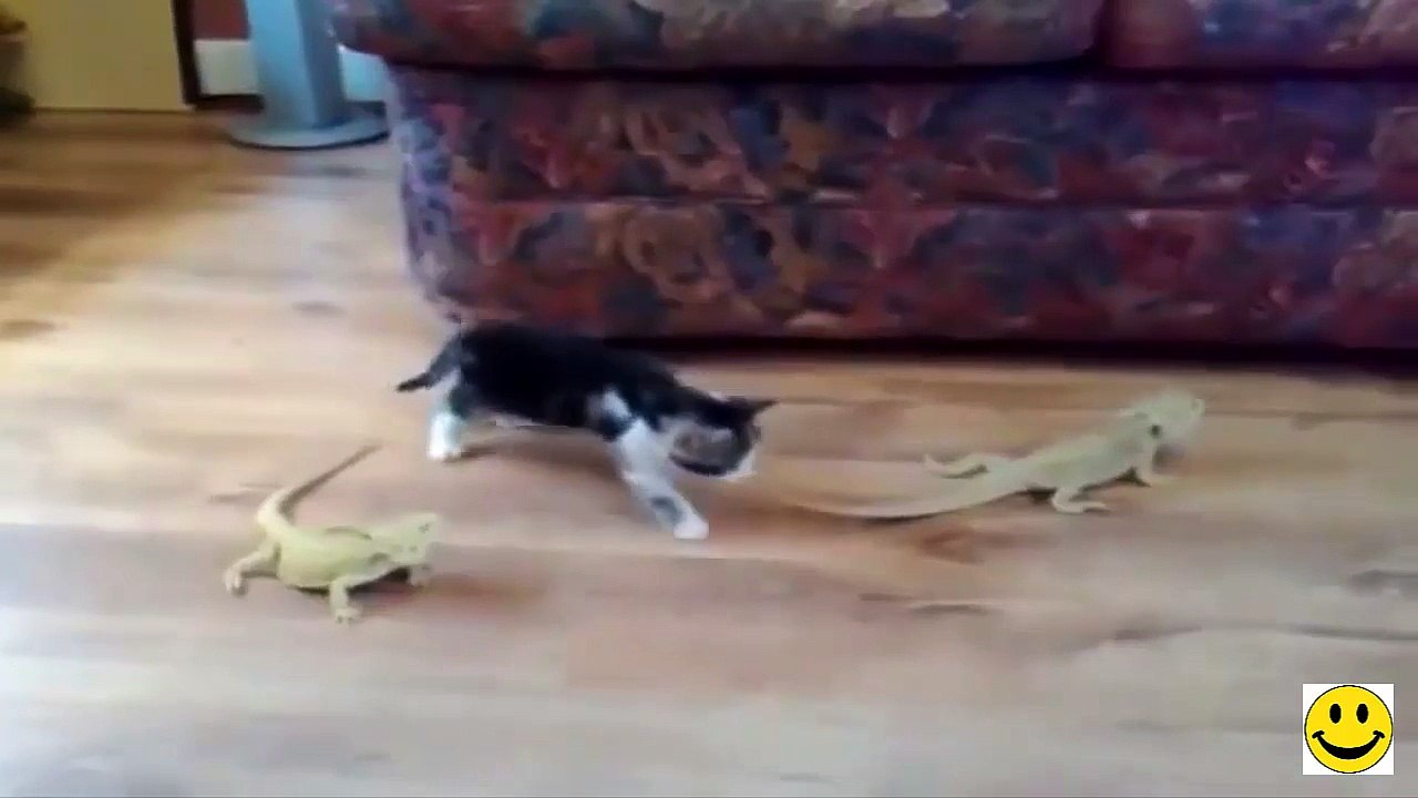 Funny Cat Scared by two Reptils