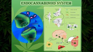 Cannabis Research - Compiled List of Cannabinoid Studies