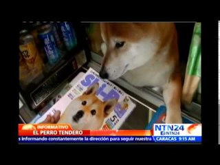 Conozca al perro tendero: atiende a los clientes a cambio de unos snack