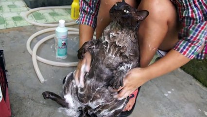 Un gros chat adore prendre un bain et devient une célébrité du web!
