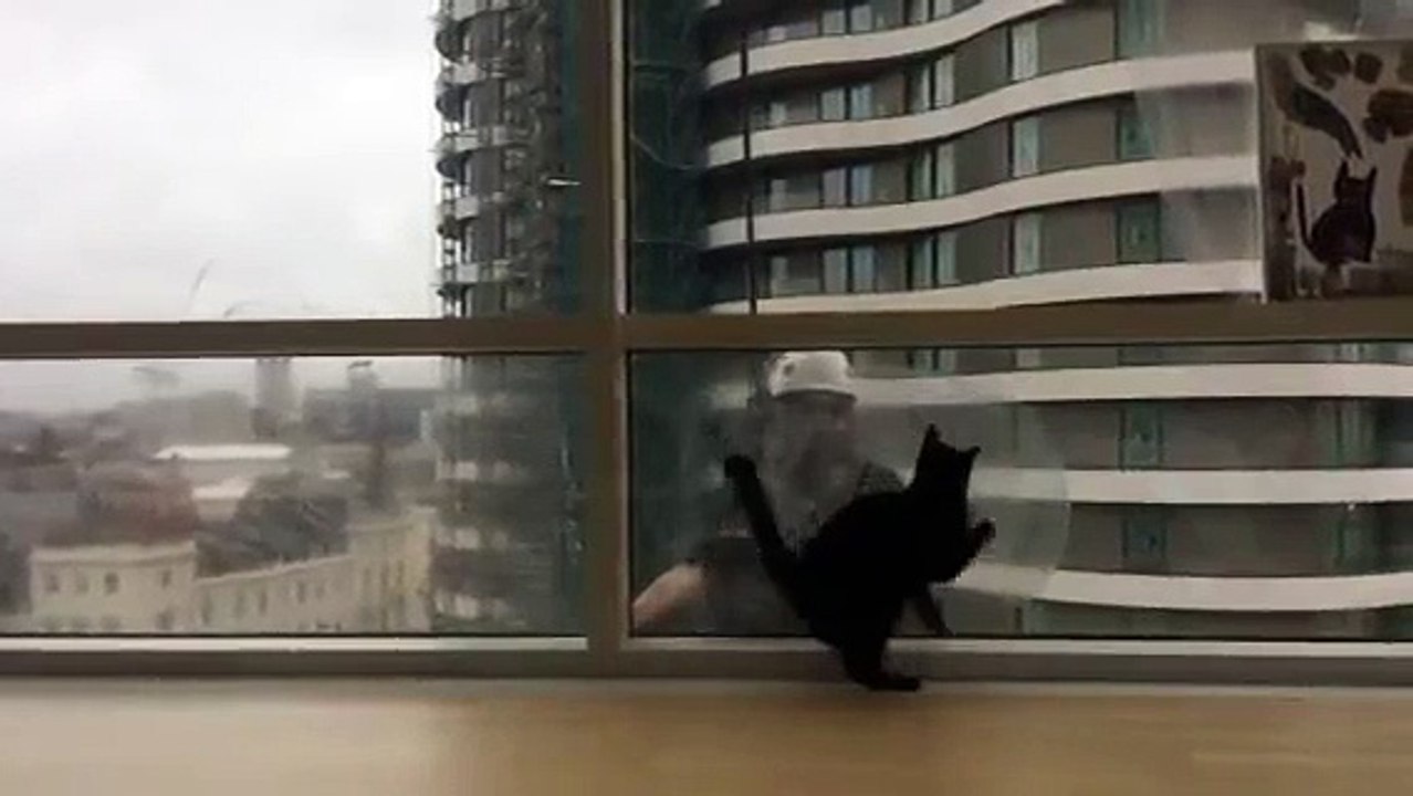 Le chaton et le laveur de vitres