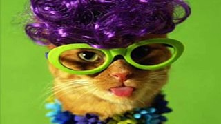 Funy Cat video - ViralVideos