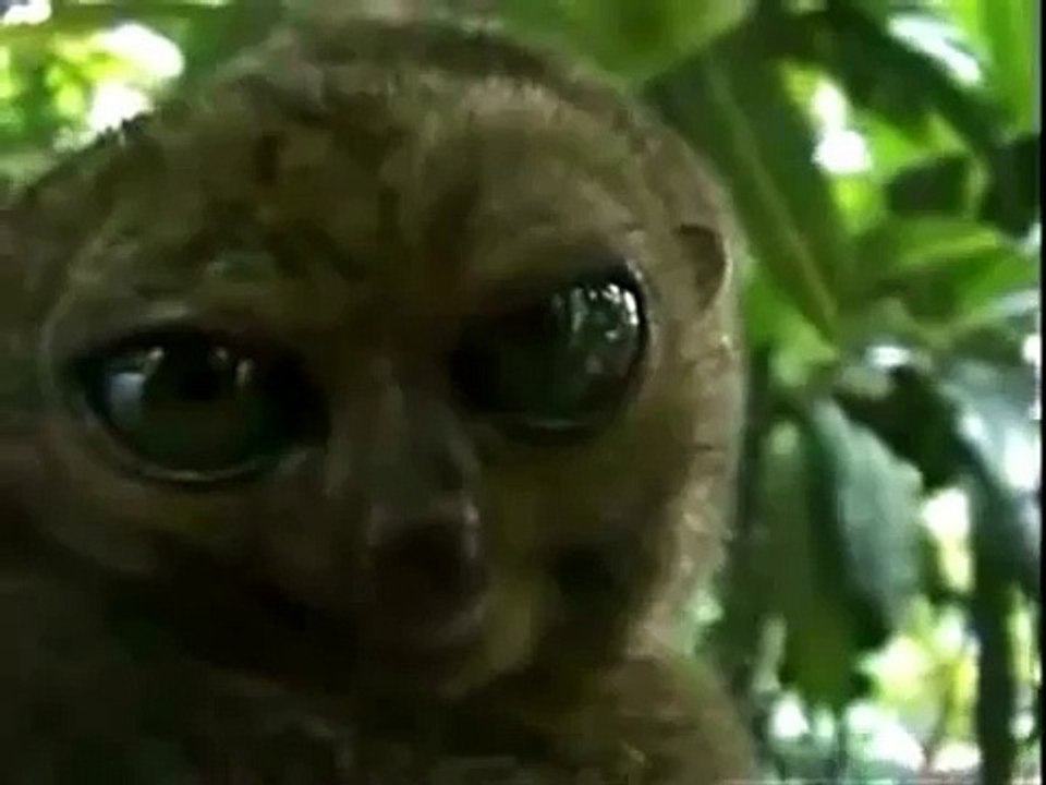 Dramatic look Brazilian killer vs cat, hamster, pug, maki, horse