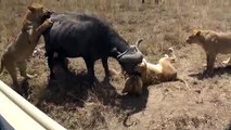 5 Lions Attack 1 Buffalo  - Lion vs Buffalo Animal Attack