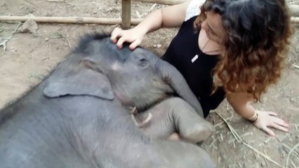 Video herunterladen: Touching video of Baby Elephant sleeping on woman's knees