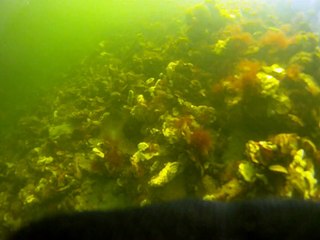 boules contenant homard en province de Zélande