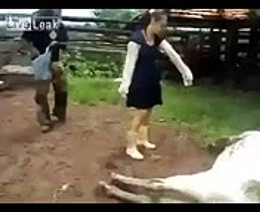 cow funn
