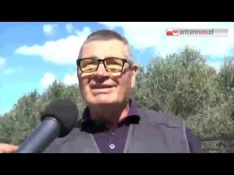 Tg Antenna Sud - Xylella, la rivolta degli agricoltori salentini