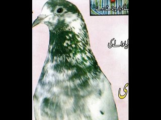 sialkoti lover pakistani pigeon
