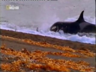 Orcas: Inteligencia animal