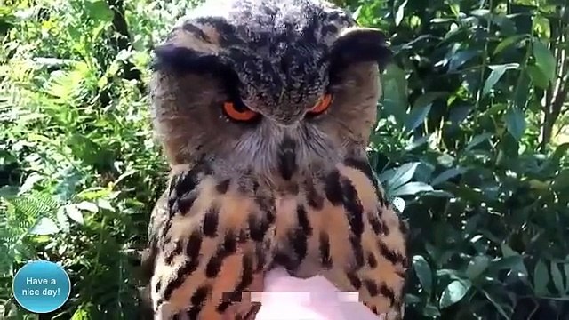 As melhores Videos AnimaiL de Outubro 2015 tbm, os videos mais engraçados Pranks 2015 HQ