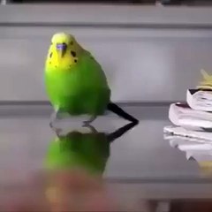 Polat Alemdar'ın Kuş Versiyonu