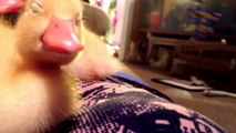 Sleepy and tired animals - Funny and cute animal compilation