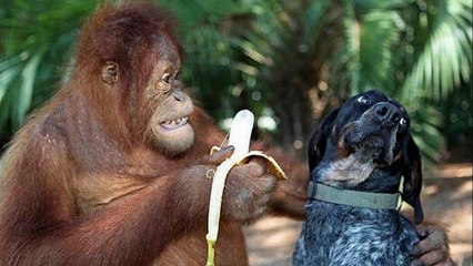 Animals are so funny when they eat - Funny and cute animal compilation