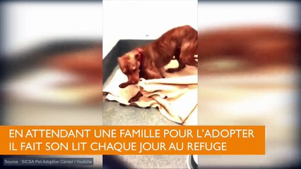 Un Pit Bull fait son lit chaque soir au refuge