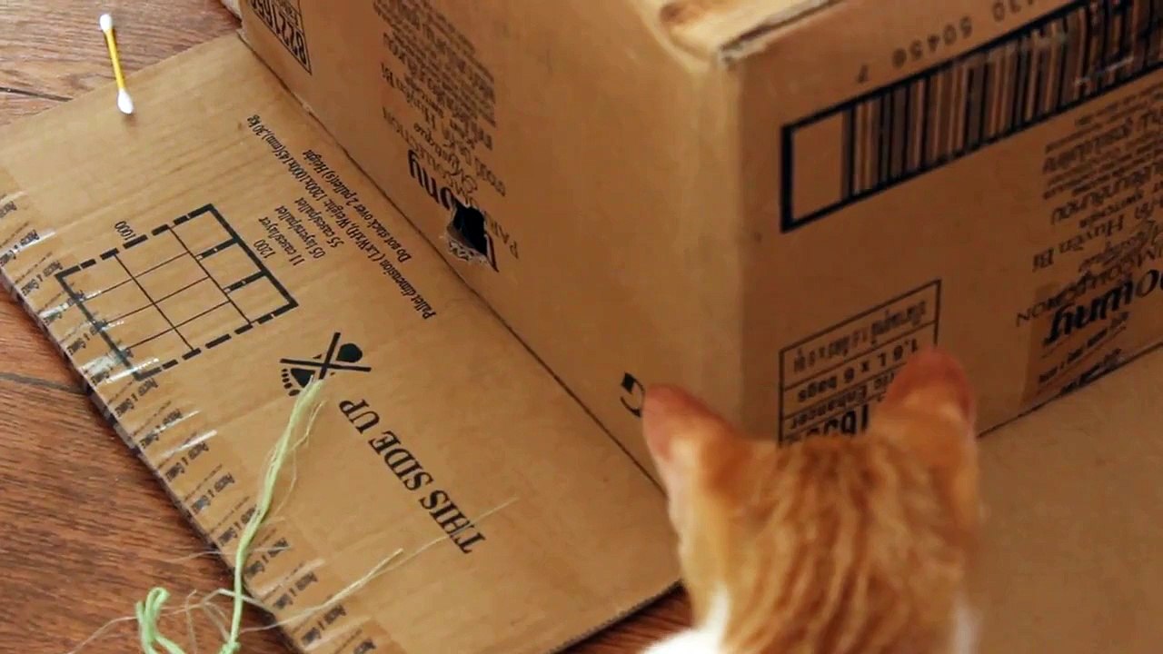 Funny cat in the box HD