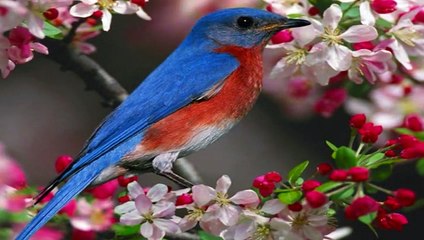 Ernesto Cortazar -LA VIDA ES BELLA  - DailyMotion