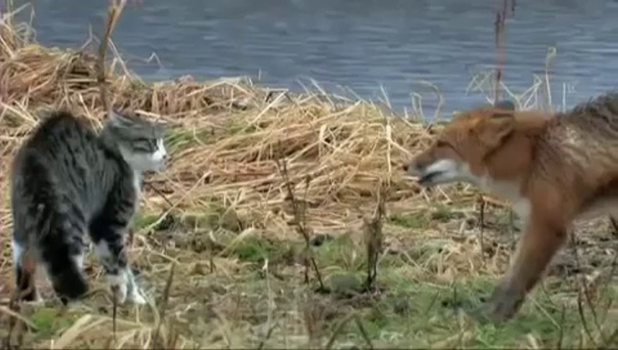 Un chat contre un renard