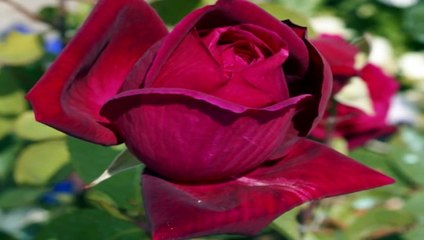 Ernesto Cortazar - SECRETS OF MY HEART Dailymotion