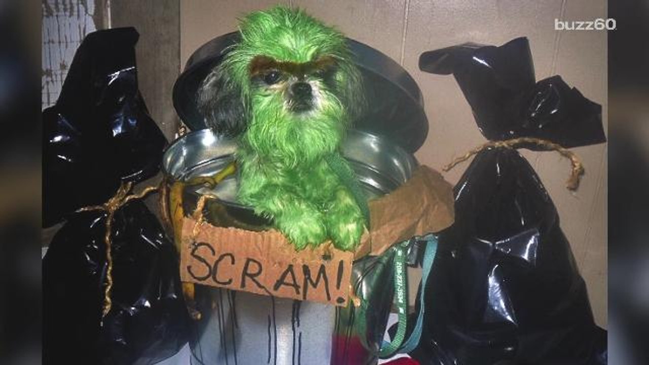 Most hilarious Halloween costumes for dogs