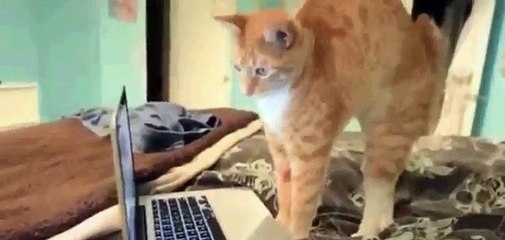 Clip hài hước động vật, các chú mèo tinh nghịch (Funny animals)