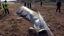 Beached whale seen on Kent beach