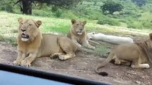 Stanno filmando i leoni dall'auto quando all'improvviso accade qualcosa di sconvolgente...