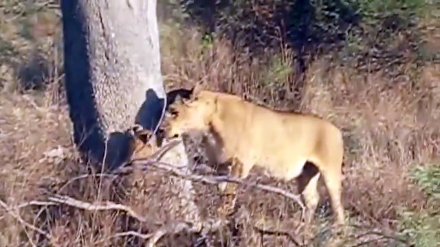 Материнская любовь — самая сильная