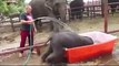 L'elefantino deve fare la doccia: quello che succede fa morire tutti dalle risate!