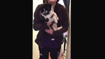 Alzate il volume perché quello che riesce a fare questo cucciolo di husky è semplicemente pazzesco!
